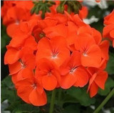free ship Common hydrangea seed, Balcony Potted flowers hydrangea seed varieties have 24 colors -10 seeds / pack