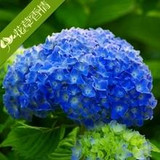 free ship Common hydrangea seed, Balcony Potted flowers hydrangea seed varieties have 24 colors -10 seeds / pack