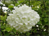 free ship Common hydrangea seed, Balcony Potted flowers hydrangea seed varieties have 24 colors -10 seeds / pack