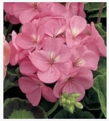 free ship Common hydrangea seed, Balcony Potted flowers hydrangea seed varieties have 24 colors -10 seeds / pack