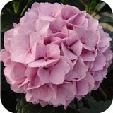 free ship Common hydrangea seed, Balcony Potted flowers hydrangea seed varieties have 24 colors -10 seeds / pack