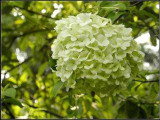 free ship Common hydrangea seed, Balcony Potted flowers hydrangea seed varieties have 24 colors -10 seeds / pack