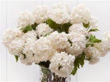 free ship Common hydrangea seed, Balcony Potted flowers hydrangea seed varieties have 24 colors -10 seeds / pack