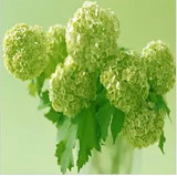 free ship Common hydrangea seed, Balcony Potted flowers hydrangea seed varieties have 24 colors -10 seeds / pack