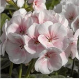 free ship Common hydrangea seed, Balcony Potted flowers hydrangea seed varieties have 24 colors -10 seeds / pack