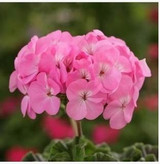 free ship Common hydrangea seed, Balcony Potted flowers hydrangea seed varieties have 24 colors -10 seeds / pack