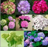 free ship Common hydrangea seed, Balcony Potted flowers hydrangea seed varieties have 24 colors -10 seeds / pack