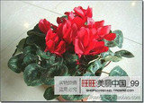 free ship 40seeds Persian Buttercup Seed POT FLOWER PLANT GARDEN BONSAI DIY HOME PLANT