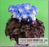 free ship 40seeds Persian Buttercup Seed POT FLOWER PLANT GARDEN BONSAI DIY HOME PLANT