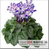 free ship 40seeds Persian Buttercup Seed POT FLOWER PLANT GARDEN BONSAI DIY HOME PLANT
