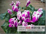 free ship 40seeds Persian Buttercup Seed POT FLOWER PLANT GARDEN BONSAI DIY HOME PLANT