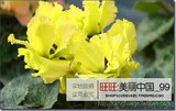 free ship 40seeds Persian Buttercup Seed POT FLOWER PLANT GARDEN BONSAI DIY HOME PLANT