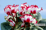 free ship 40seeds Persian Buttercup Seed POT FLOWER PLANT GARDEN BONSAI DIY HOME PLANT