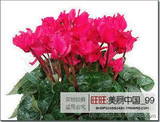 free ship 40seeds Persian Buttercup Seed POT FLOWER PLANT GARDEN BONSAI DIY HOME PLANT