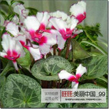 free ship 40seeds Persian Buttercup Seed POT FLOWER PLANT GARDEN BONSAI DIY HOME PLANT