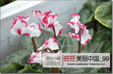 free ship 40seeds Persian Buttercup Seed POT FLOWER PLANT GARDEN BONSAI DIY HOME PLANT