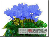 free ship 40seeds Persian Buttercup Seed POT FLOWER PLANT GARDEN BONSAI DIY HOME PLANT