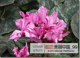 free ship 40seeds Persian Buttercup Seed POT FLOWER PLANT GARDEN BONSAI DIY HOME PLANT