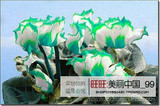 free ship 40seeds Persian Buttercup Seed POT FLOWER PLANT GARDEN BONSAI DIY HOME PLANT