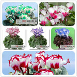 free ship 40seeds Persian Buttercup Seed POT FLOWER PLANT GARDEN BONSAI DIY HOME PLANT