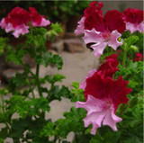 free ship 40 seeds Real Geranium Seeds, Perennial Flower Seeds bonsai plant , for garden flower potted planters ,