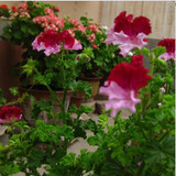 free ship 40 seeds Real Geranium Seeds, Perennial Flower Seeds bonsai plant , for garden flower potted planters ,