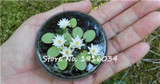 2017 Hot-sale!!!Hydroponic flowers small water lily seeds mini lotus seeds bonsai seeds set hydrophyte - 10 pcs seeds
