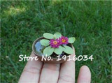 2017 Hot-sale!!!Hydroponic flowers small water lily seeds mini lotus seeds bonsai seeds set hydrophyte - 10 pcs seeds