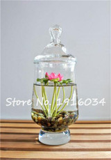 2017 Hot-sale!!!Hydroponic flowers small water lily seeds mini lotus seeds bonsai seeds set hydrophyte - 10 pcs seeds