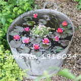 2017 Hot-sale!!!Hydroponic flowers small water lily seeds mini lotus seeds bonsai seeds set hydrophyte - 10 pcs seeds