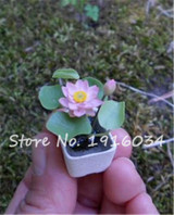 2017 Hot-sale!!!Hydroponic flowers small water lily seeds mini lotus seeds bonsai seeds set hydrophyte - 10 pcs seeds
