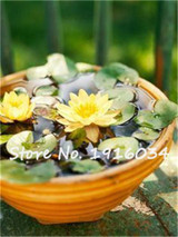 2017 Hot-sale!!!Hydroponic flowers small water lily seeds mini lotus seeds bonsai seeds set hydrophyte - 10 pcs seeds