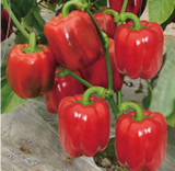 Red bell pepper, sweet pepper seeds, vegetable seeds chili - 100 Seed particles Red bell pepper, sweet pepper seeds, vegetable seeds chili - 100 Seed particles