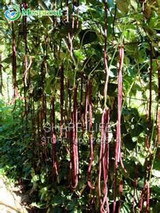 Red Bean Seeds Chinese Vegetable, DIY Home Garden Bonsai Plant Seeds - 20PCS