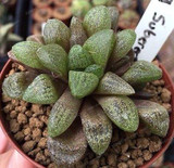 Real Rare Succulent Seeds Perennial Angiosperm Plants Flower Seeds Pseudotruncatella Living Stone Lithops Seeds 100 Pcs/Bag