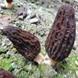 2017 Wholesale 100 Pcs / Bag Morel Seeds Organic Mushroom Vegetable Seed Diy Garden * Jardin Interest Bonsai Plants Sementes