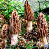 2017 Wholesale 100 Pcs / Bag Morel Seeds Organic Mushroom Vegetable Seed Diy Garden * Jardin Interest Bonsai Plants Sementes