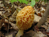 2017 Wholesale 100 Pcs / Bag Morel Seeds Organic Mushroom Vegetable Seed Diy Garden * Jardin Interest Bonsai Plants Sementes