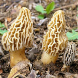 2017 Wholesale 100 Pcs / Bag Morel Seeds Organic Mushroom Vegetable Seed Diy Garden * Jardin Interest Bonsai Plants Sementes