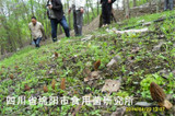 2017 Wholesale 100 Pcs / Bag Morel Seeds Organic Mushroom Vegetable Seed Diy Garden * Jardin Interest Bonsai Plants Sementes