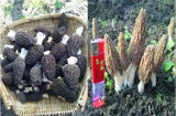2017 Wholesale 100 Pcs / Bag Morel Seeds Organic Mushroom Vegetable Seed Diy Garden * Jardin Interest Bonsai Plants Sementes