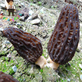 2017 Wholesale 100 Pcs / Bag Morel Seeds Organic Mushroom Vegetable Seed Diy Garden * Jardin Interest Bonsai Plants Sementes