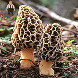 2017 Wholesale 100 Pcs / Bag Morel Seeds Organic Mushroom Vegetable Seed Diy Garden * Jardin Interest Bonsai Plants Sementes