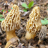 2017 Wholesale 100 Pcs / Bag Morel Seeds Organic Mushroom Vegetable Seed Diy Garden * Jardin Interest Bonsai Plants Sementes
