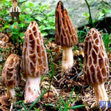 2017 Wholesale 100 Pcs / Bag Morel Seeds Organic Mushroom Vegetable Seed Diy Garden * Jardin Interest Bonsai Plants Sementes