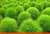 Grass seeds Perennial 100 seeds Grass Burning Bush Kochia Scoparia Seeds Red Garden Ornamental easy grow