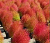 Grass seeds Perennial 100 seeds Grass Burning Bush Kochia Scoparia Seeds Red Garden Ornamental easy grow