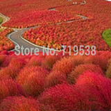 Grass seeds Perennial 100 seeds Grass Burning Bush Kochia Scoparia Seeds Red Garden Ornamental easy grow