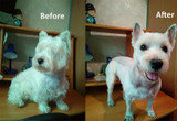 Pet Hair trimmer