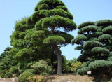 2016 Direct Selling Sementes Seeds 20 Pcs/lot Garden Bonsai Tree Seeds Pine Podo Carpus , Evergreen Shrubs Plant